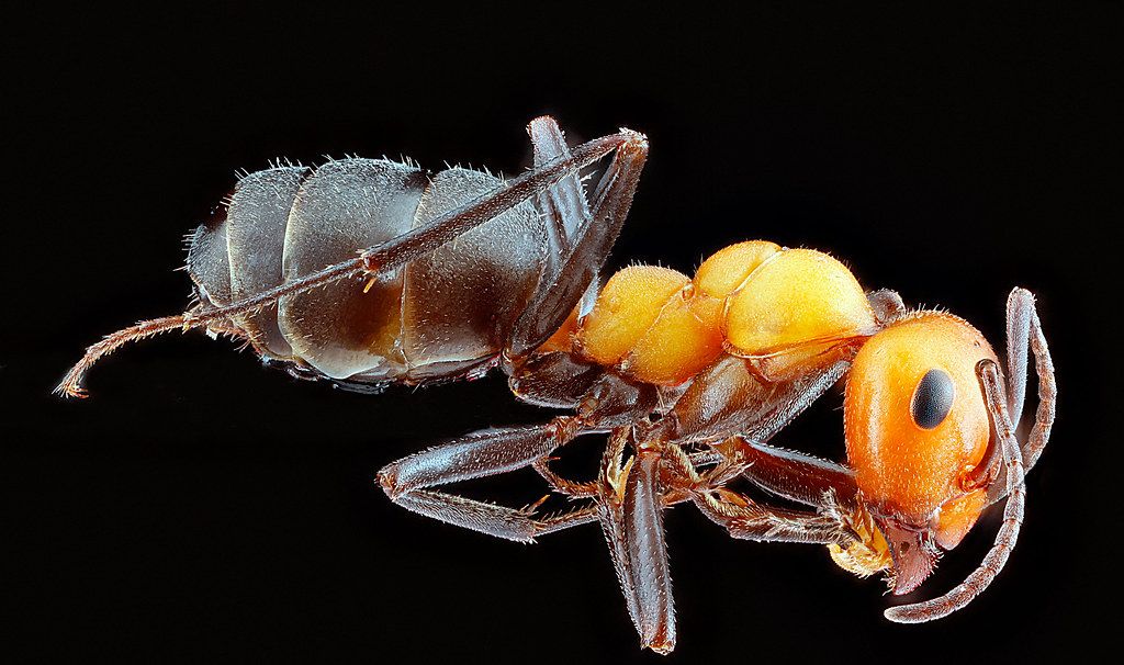 Ant Control service in San Leandro, CA