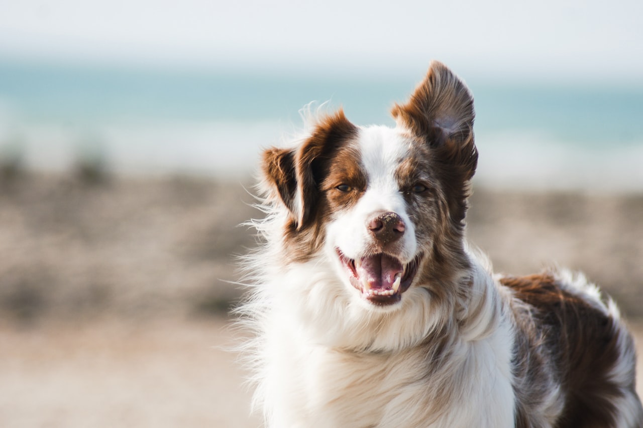 Flea & Tick Control service in San Leandro, CA