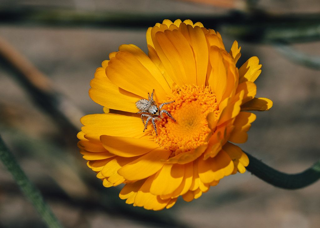 Spider Control service in San Leandro, CA